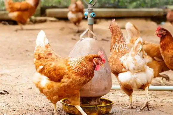 Se publicó el informe que declara a la Argentina país libre de gripe aviar