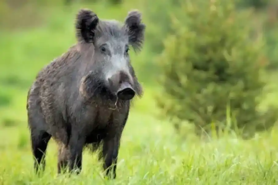 Joven de 19 años fue a cazar jabalíes con amigos y murió de un disparo por error