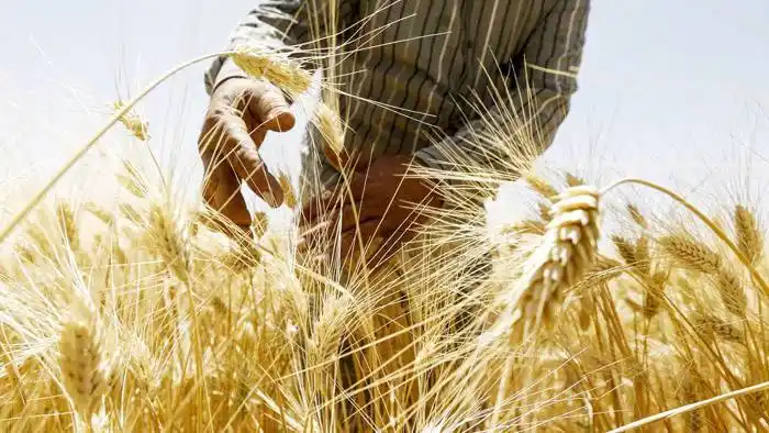La Cruz Roja advirtió de la hambruna  mundial por la guerra en Ucrania