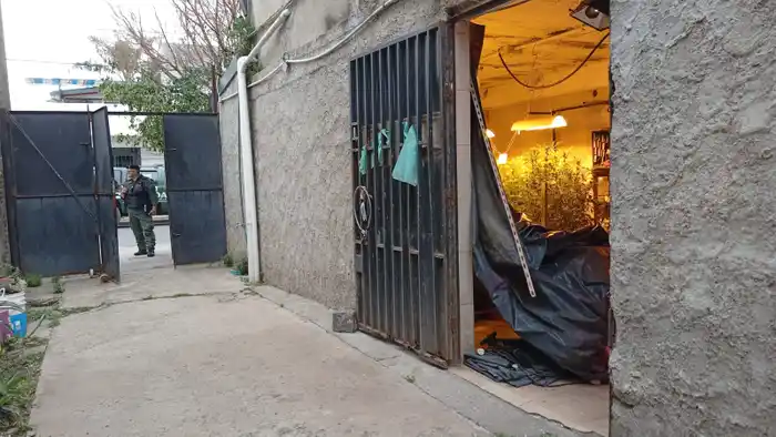 invernadero marihuana rosario - 3