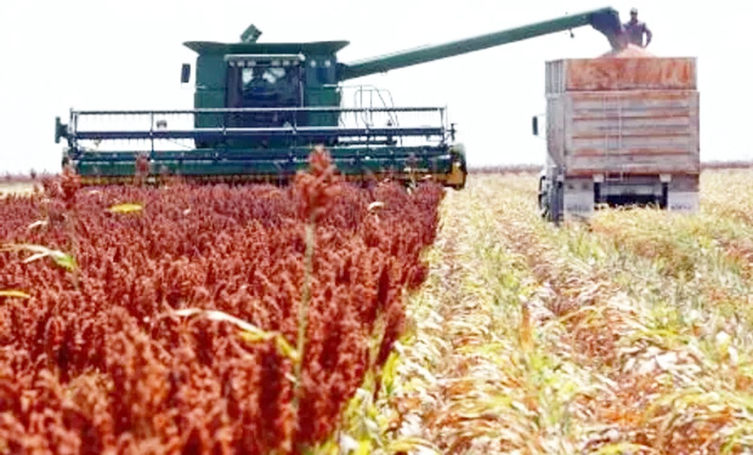 La cosecha de sorgo cayó un 29% en relación al año pasado