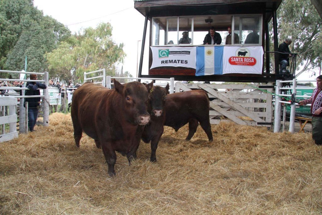 Con el remate de Santa Rosa se pone en marcha la 167ª Exposición Rural