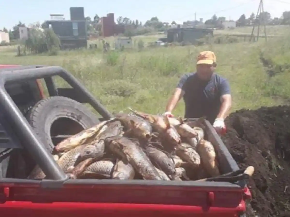 Preocupación por la muerte de peces en Los Molinos