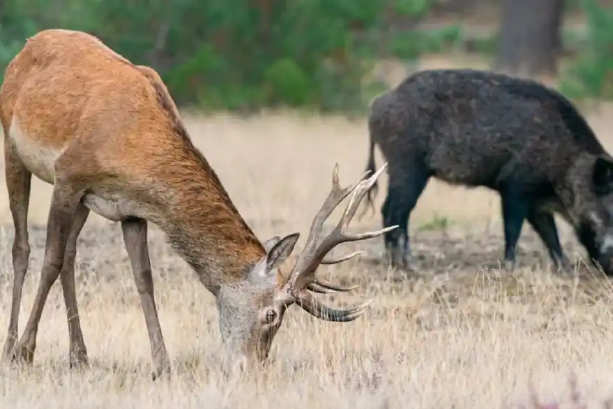 Se declaró plaga al ciervo axis y al jabalí por su multiplicación descontrolada