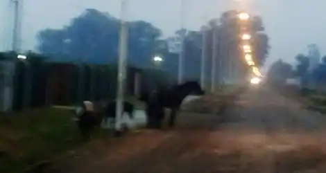 Caballos sueltos en Lucio Mansilla