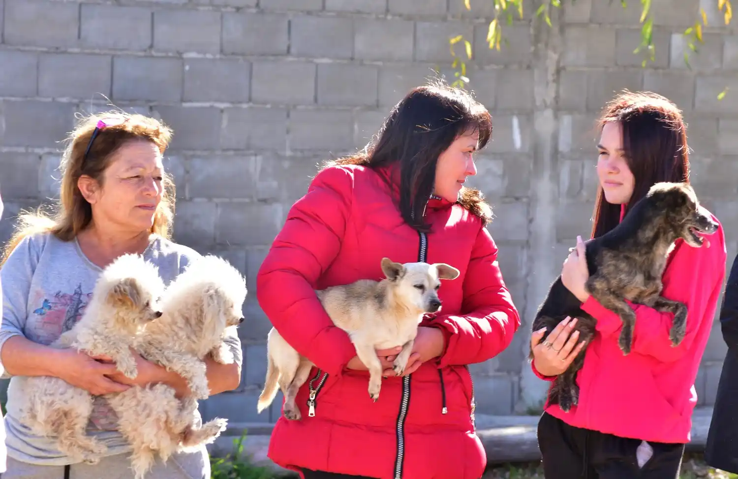 Comienza una nueva campaña de vacunación antirrábica y castraciones