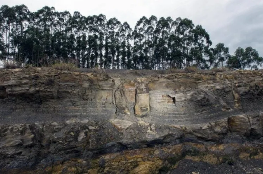 Hallaron un bosque fosilizado de 290 millones de años en Brasil