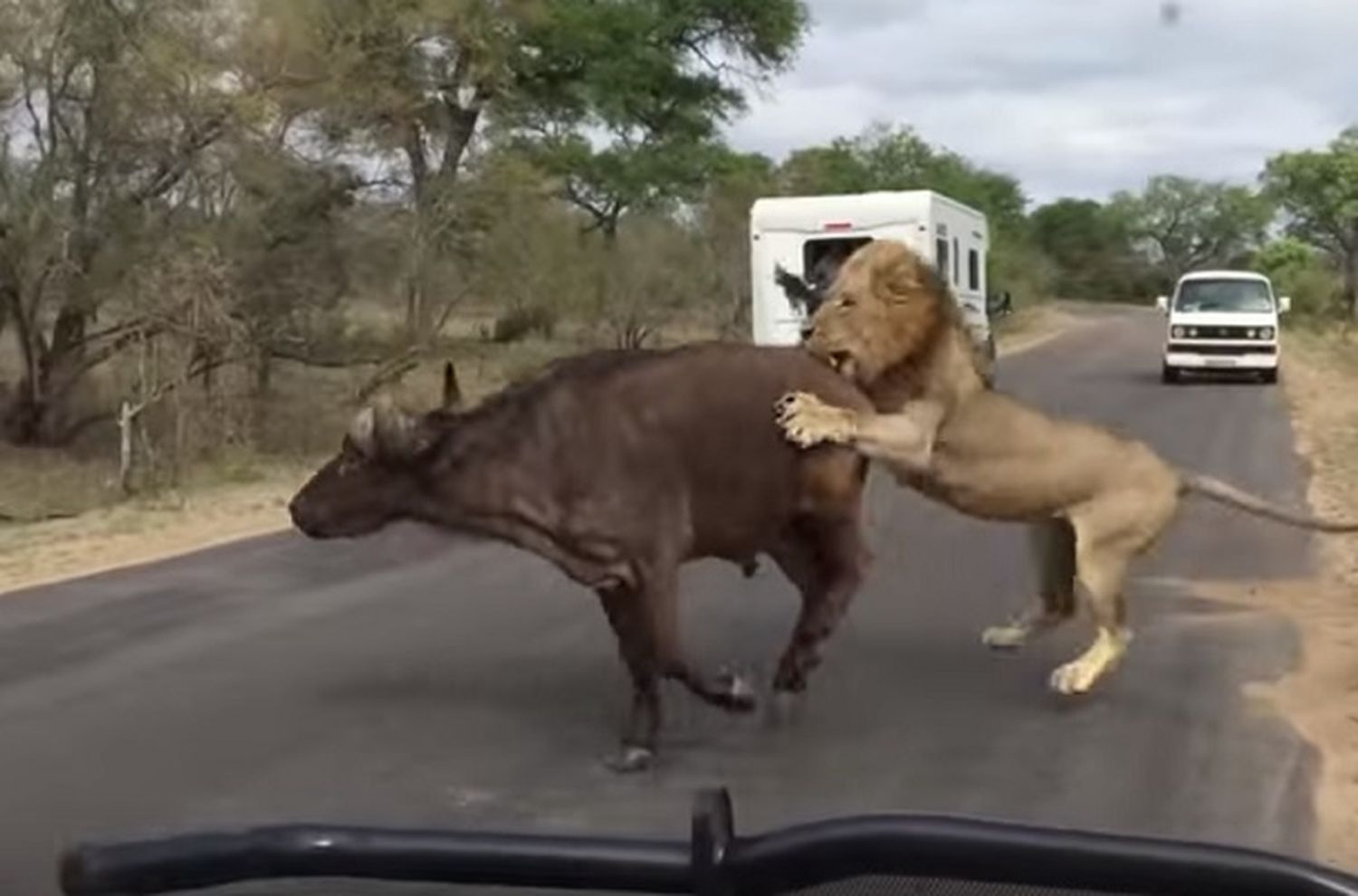 Video: turista registró el ataque de leones a un búfalo