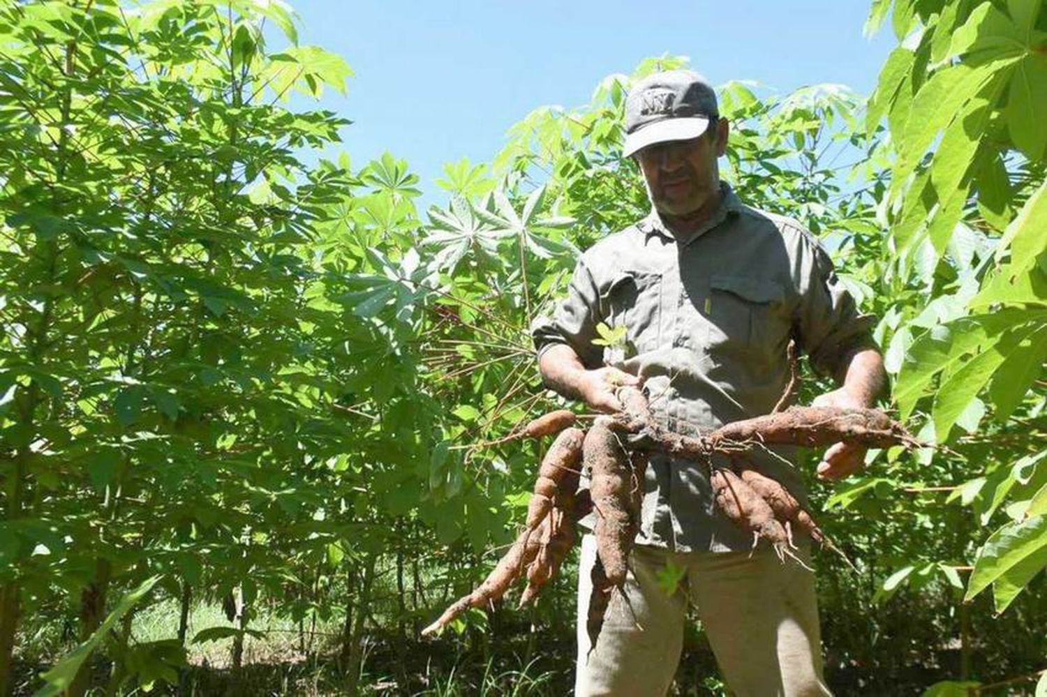 Jornada técnica del cultivo 
de mandioca colonia Santa Elena