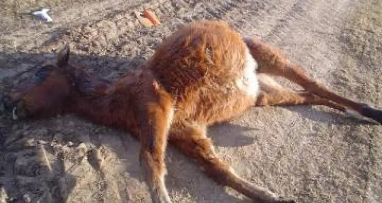 Caballos muertos