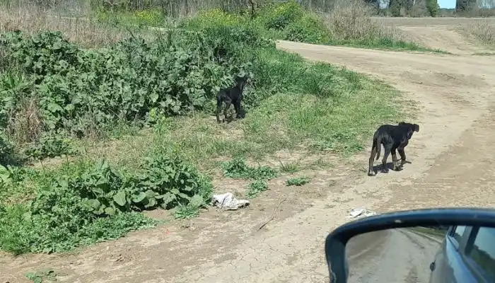 “Los tiran acá en el puente de La Buena Moza”