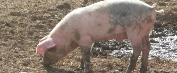 Triquinosis en Junín: Habló el acusado de producir fiambre con el parásito
