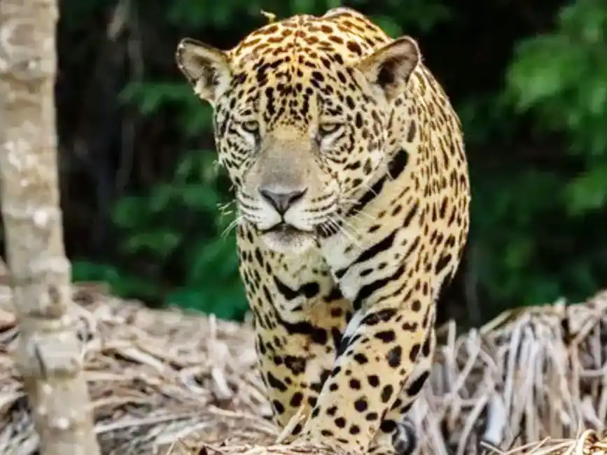 Nació el primer yaguareté en El Impenetrable