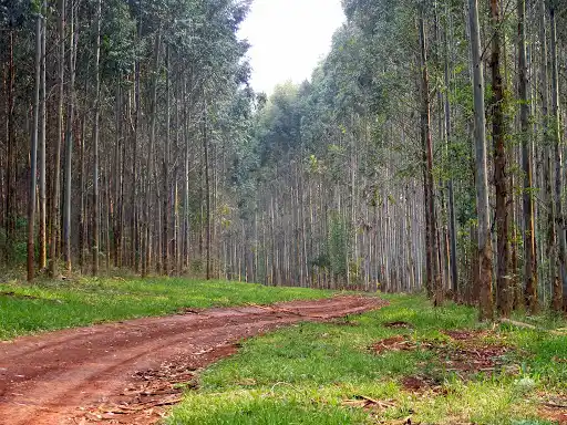 Agropecuaria Beneficios de la actividad forestal 