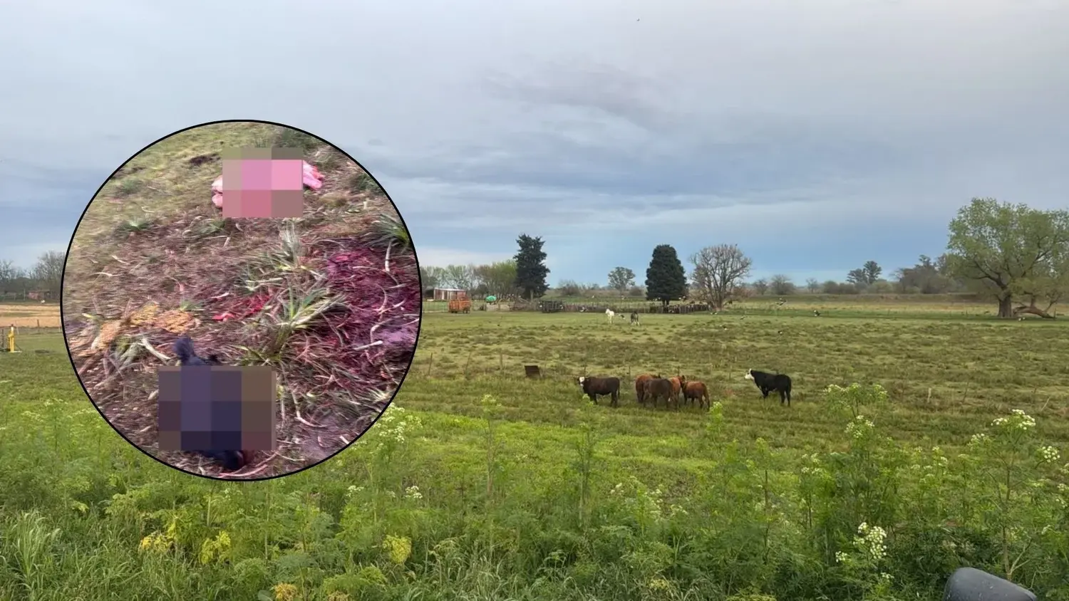 El campo en Villa Sarita donde faenaron y robaron la carne de vaca. Los autores llegaron hasta el lugar en un vehículo y cargaron casi 900 kilos.