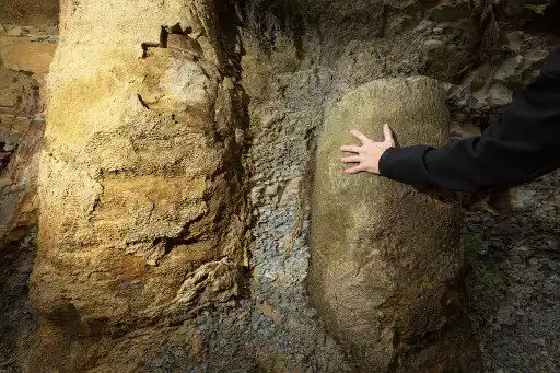 Un hombre toca un fósil encontrado dentro de las rocas de un bosque con 165 árboles en Ortigueira, estado de Paraná, sur de Brasil