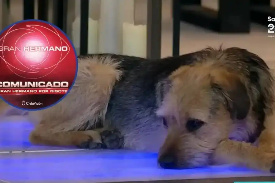 Denunciaron maltrato animal en Gran Hermano Chile
