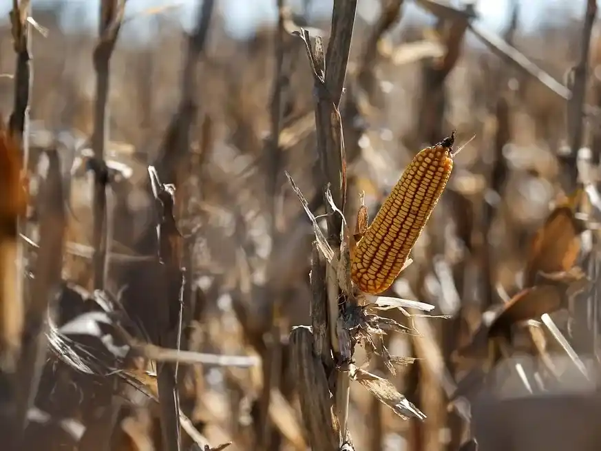 Las expectativas se reavivan y el maíz tendría muy buenas chances de recuperar el terreno perdido en la próxima siembra. Crédito: Reuters/Agustin Marcarian
