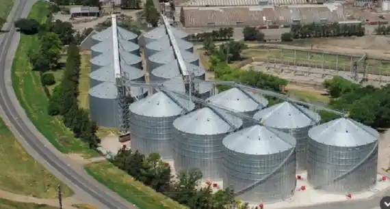 Brindan pautas para la cosecha y el almacenamiento del maíz afectado