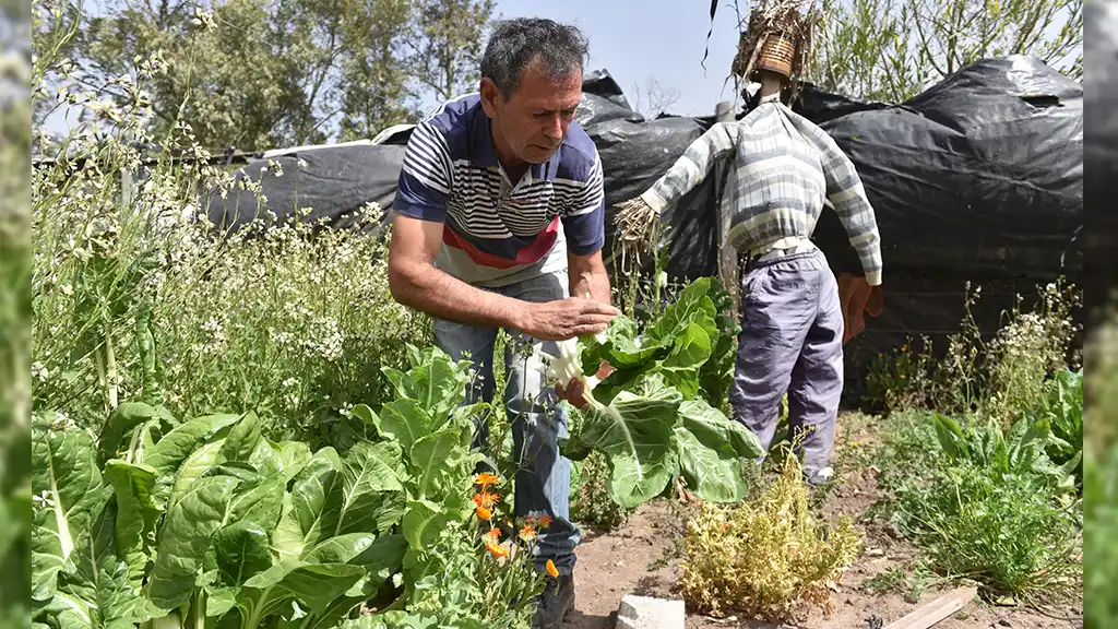 Domingo “Mingo” Boscacci