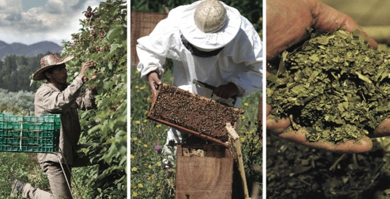 Exportaciones de productos orgánicos y agroindustriales: retenciones de 0%