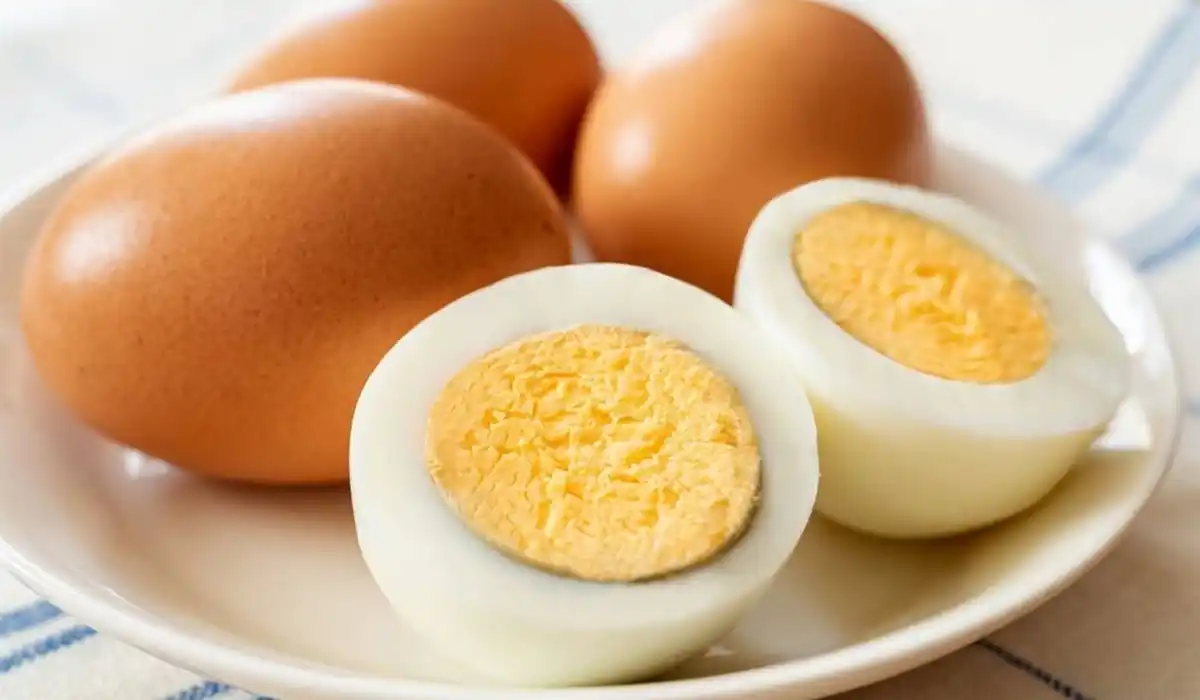 Argentina bate récords en producción de huevos impulsado por tecnología y expansión de granjas