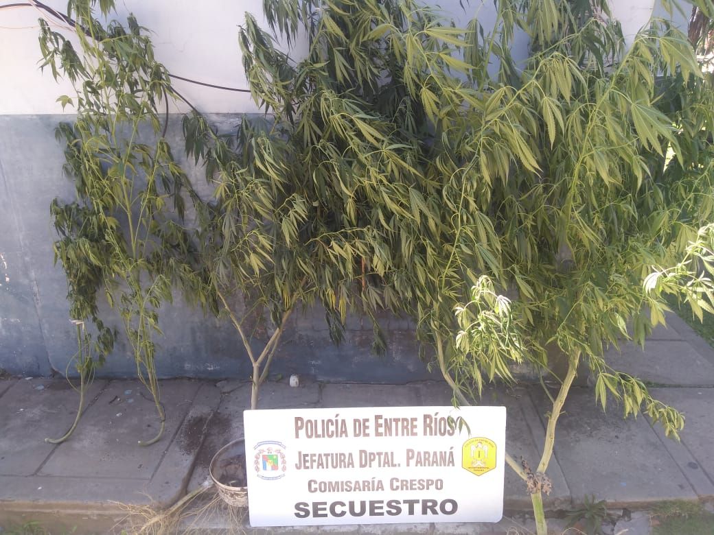 Buscaban una bicicleta robada y encontraron plantas de marihuana
