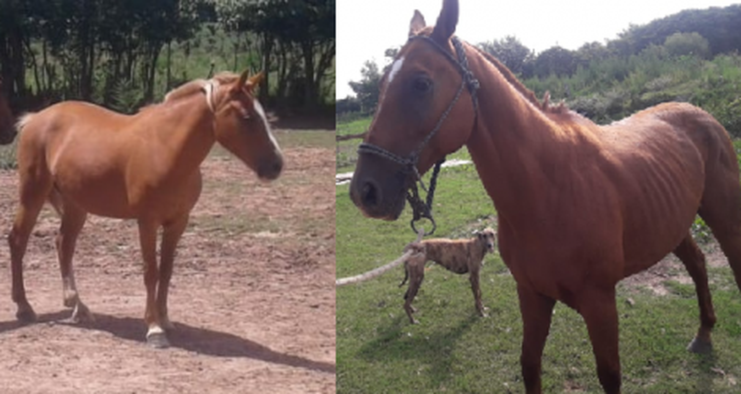 Caballos robados
