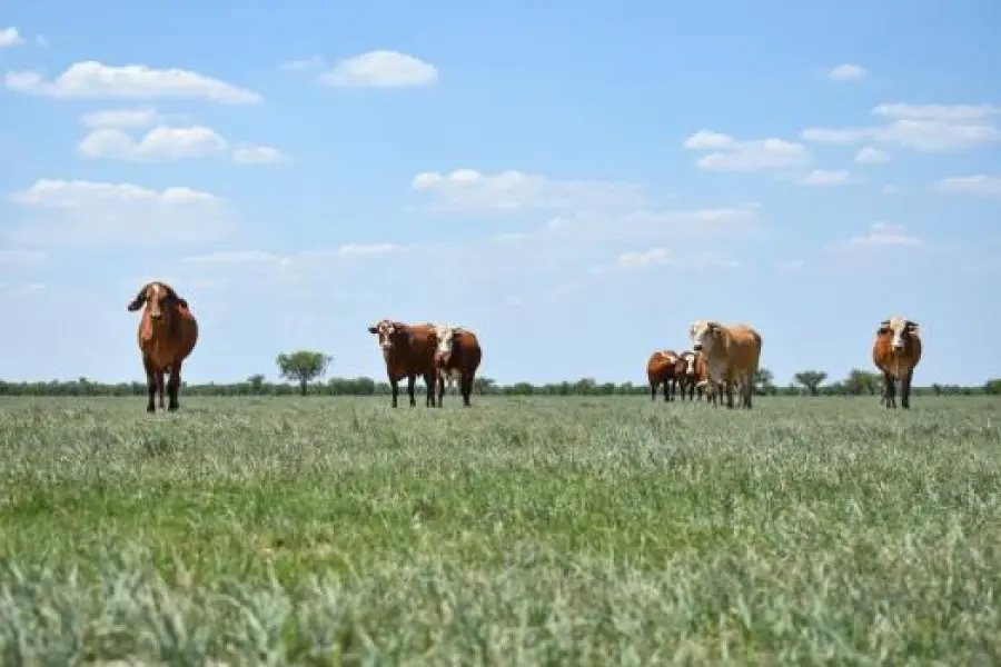 Emergencia agropecuaria: créditos por más de 126 millones de pesos a productores afectados por la sequía