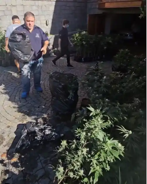Desde el Municipio informaron que incautaron más de 1000 plantas.