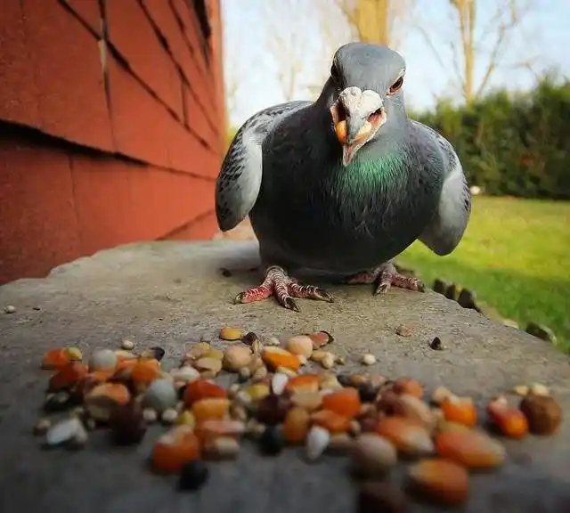 ¡EXTRAVAGANCIA MÁXIMA! Asadero de Palomas en Bogotá