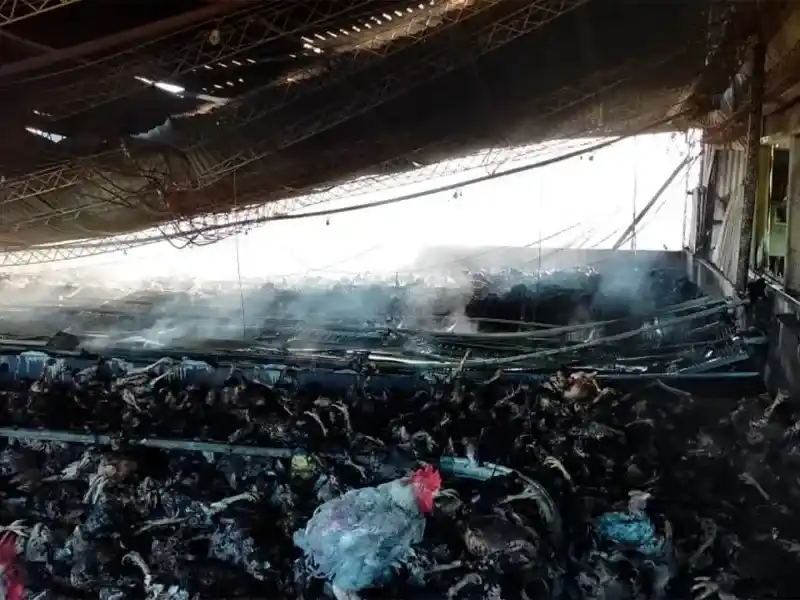 icendio galpon avicola - 3