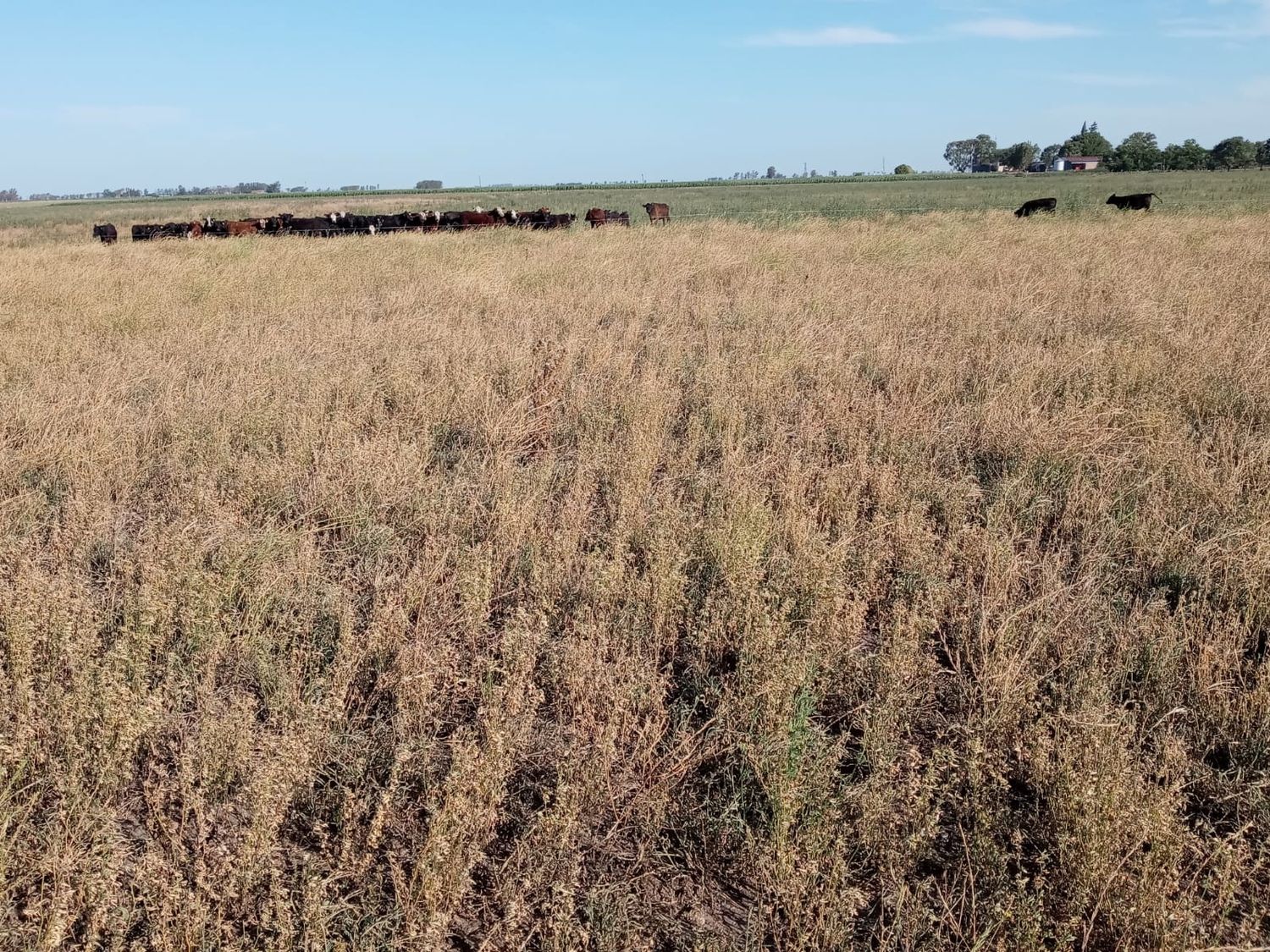 Los campos muestran las consecuencias de las escasas precipitaciones y la ola de calor.