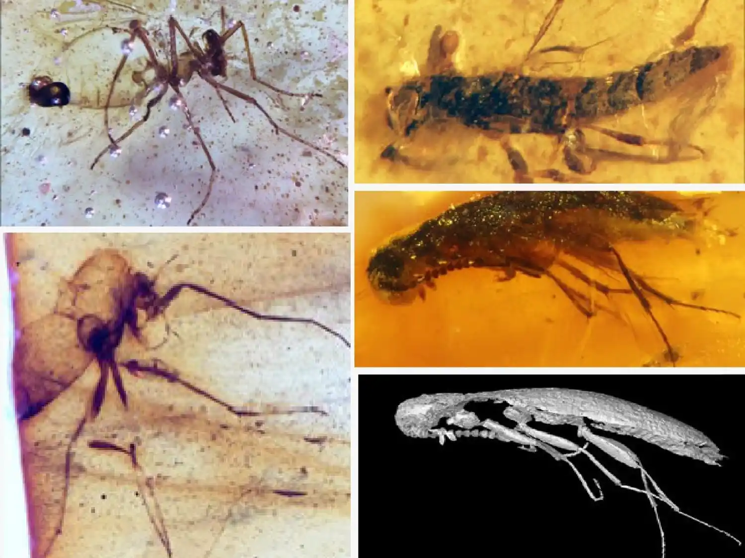 Imágenes de los primeros insectos de la Era Mesozoica para Suramérica preservados en ámbar, los cuales fueron encontrados en Ecuador. El descubrimiento se realizó en rocas de aproximadamente 112 millones de años.
