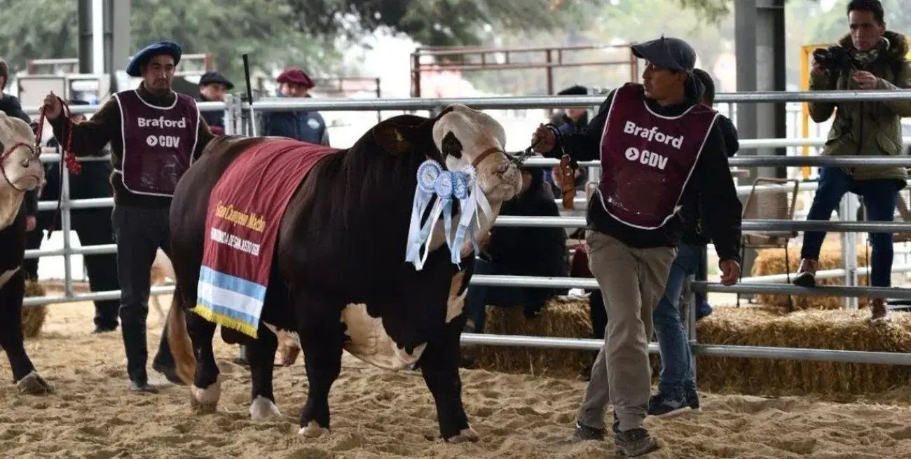 San Justo consolidó su perfil ganadero con más de 300 reproductores en la 82.ª Expo Rural
