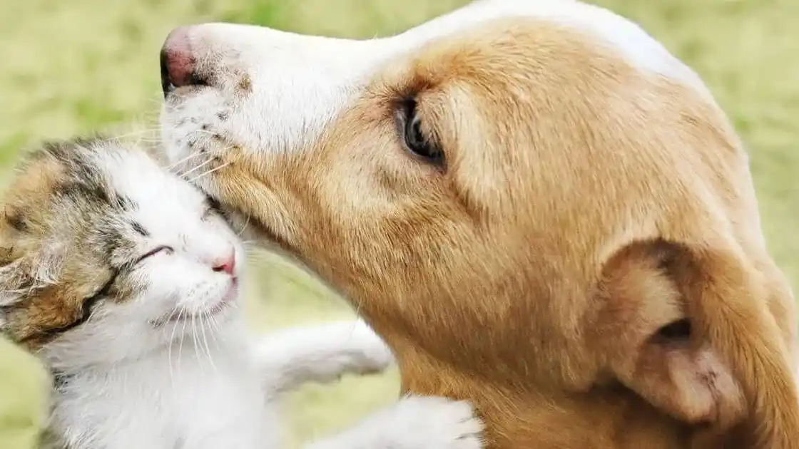 Día del Animal: la importancia de conservar y proteger sus derechos