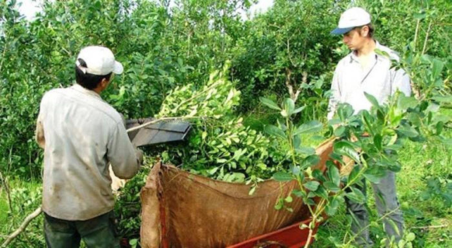 Prohíben la cosecha de yerba mate hasta fines de noviembre