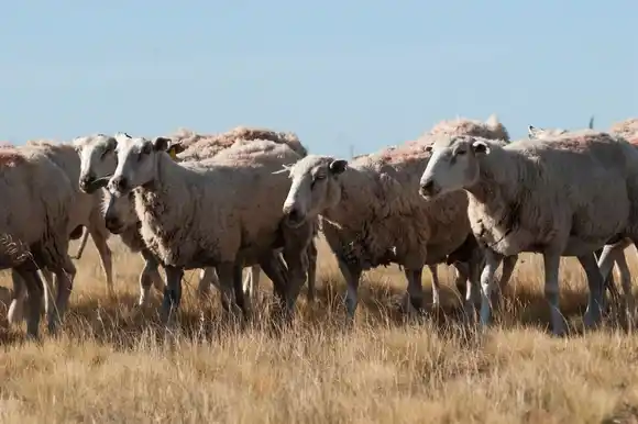 La Argentina suma a Marruecos como importador de carnes ovinas y caprinas