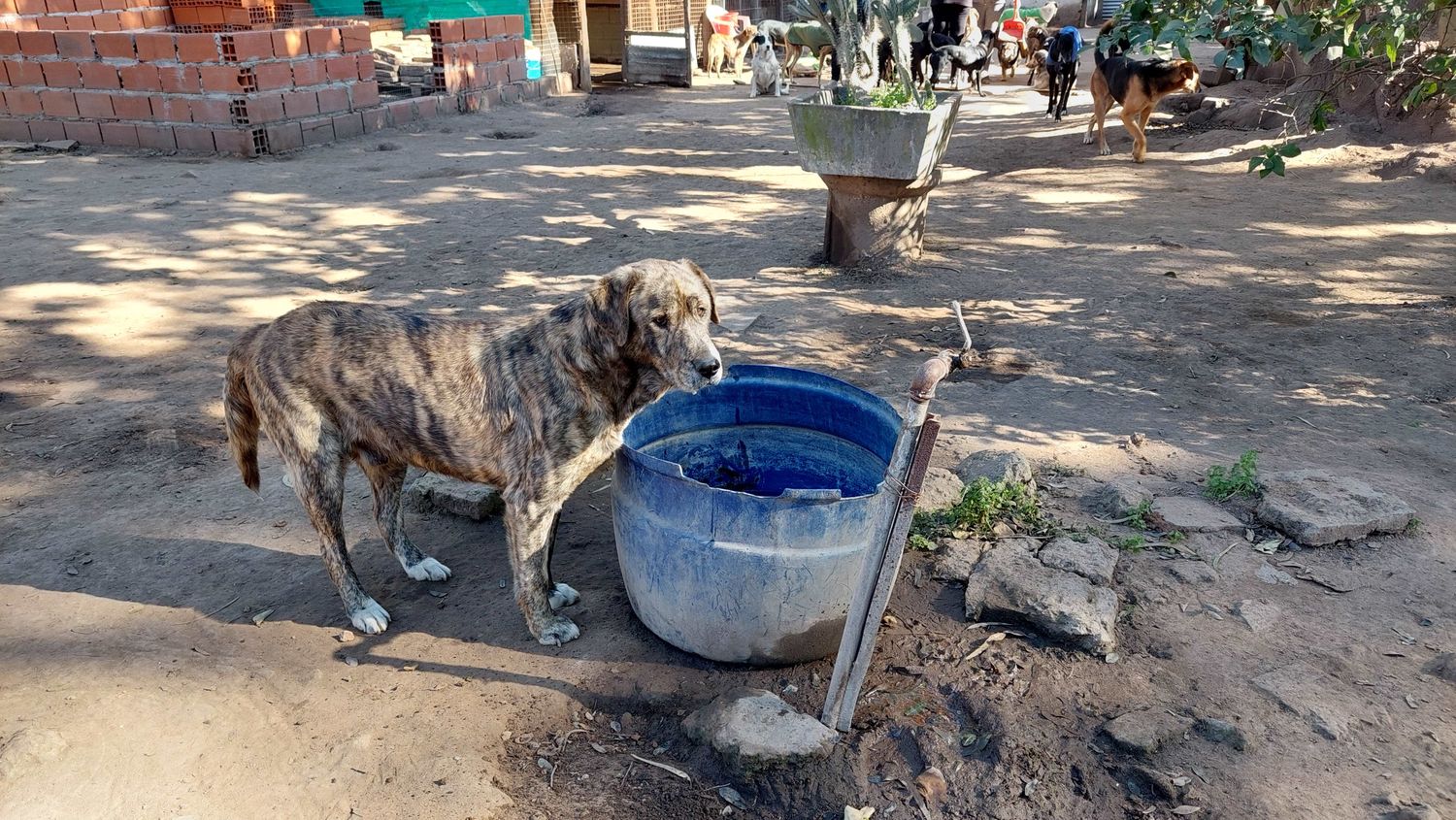 Los perros que buscan padrinos y madrinas desde el Refugio de Mascotas esperan que alguien los cuide