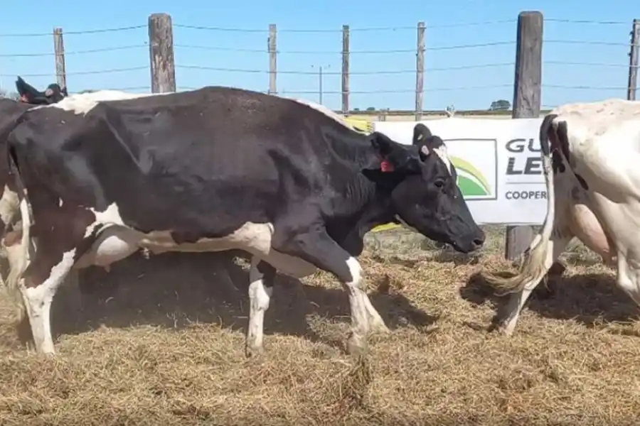 Se viene la 10ma edición del Remate Anual de la Vigilancia de Agramín SACMYA