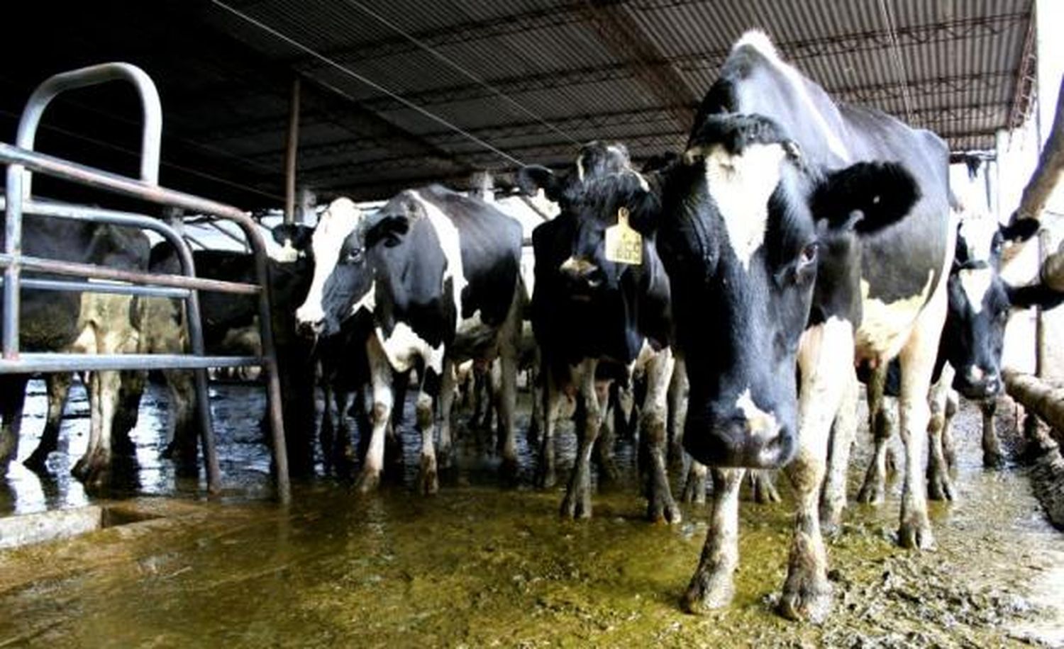 Cumbre de la Mesa de Enlace: Sociedad Rural y CRA impulsan medidas de fuerza