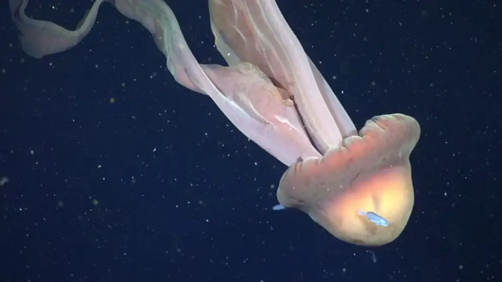 La medusa gigante registrada en el Mar Argentino por científicos del Conicet: “Mide como un micro escolar”