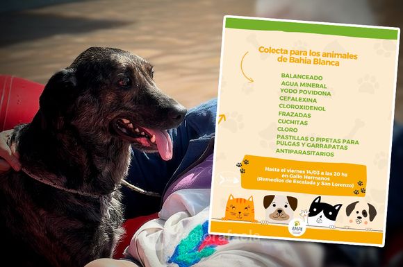 Colecta de medicamentos y balanceados para los animales de Bahía Blanca: “Esta ayuda también es urgente"