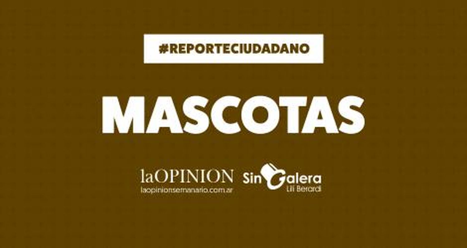 Necesitan ayuda: “Por la salita Arco Iris hay un perro quebrado y con un tiro”