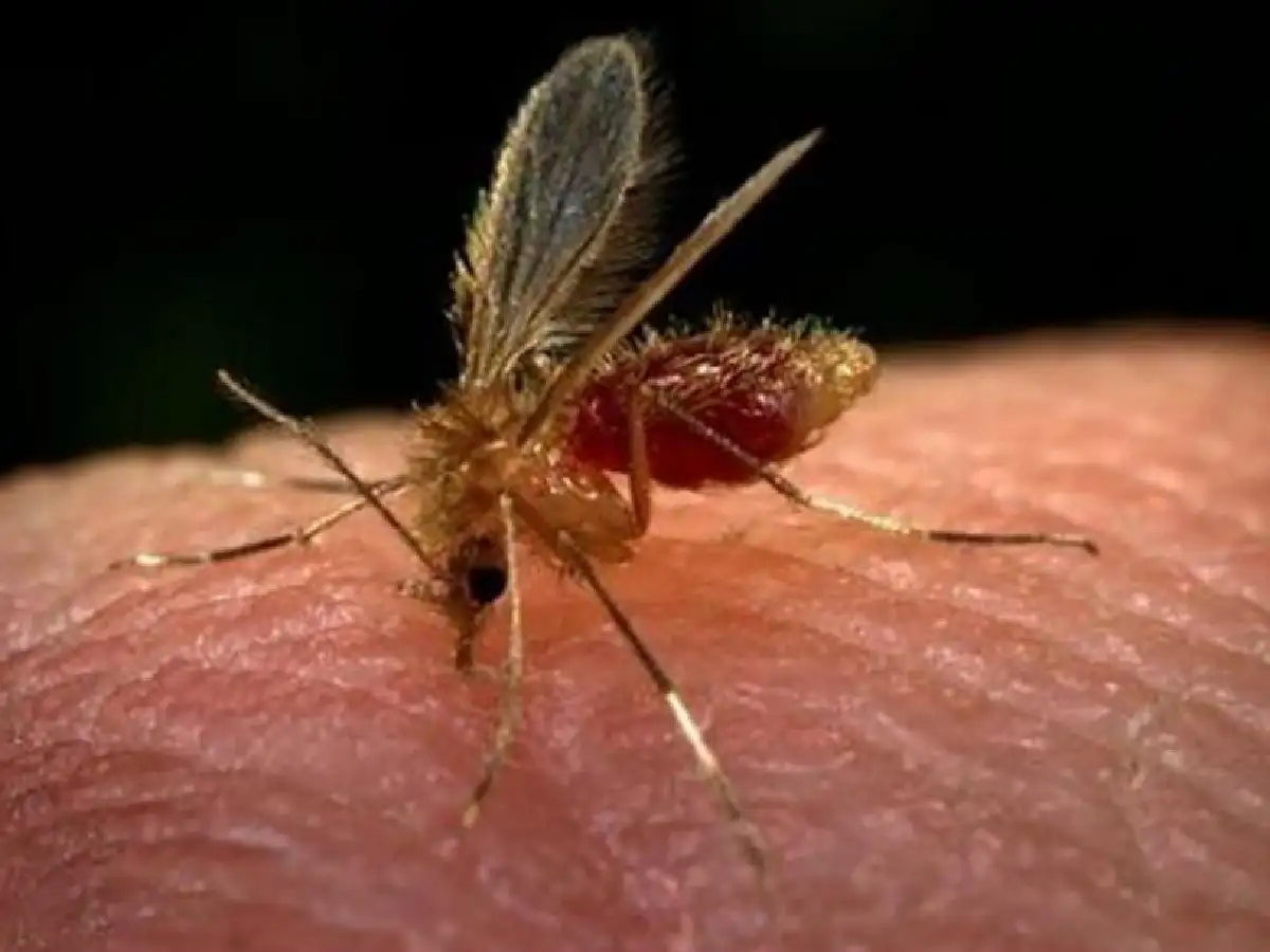 Confirman cuatro casos de leishmaniasis en Corrientes