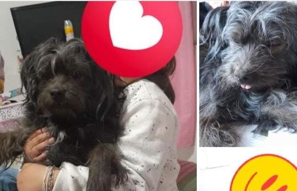 Buscan a Enzo, el perro de Lenna