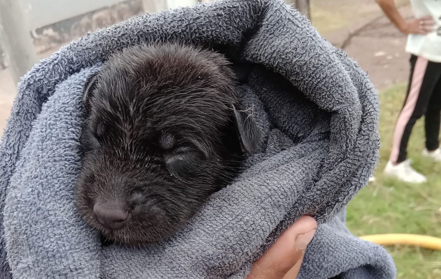 Uno de los perritos salvados por el personal bomberil.