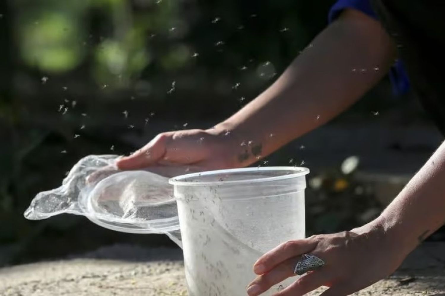 La ciencia explica por qué hay una "invasión" de mosquitos en el centro del país