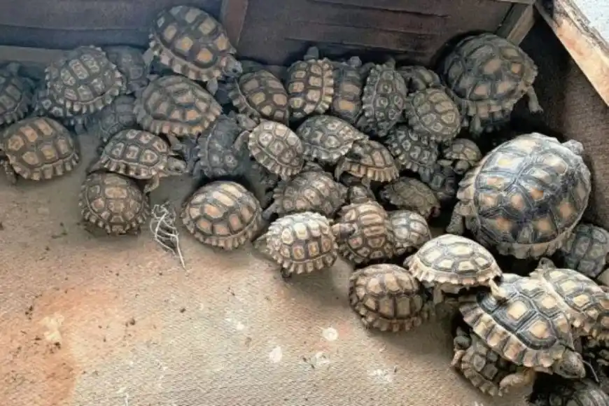 15 detenidos y más de 1.000 animales rescatados: desarticularon banda que traficaba fauna silvestre