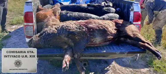 Secuestraron cinco chanchos salvajes faenados en un operativo de control vehicular